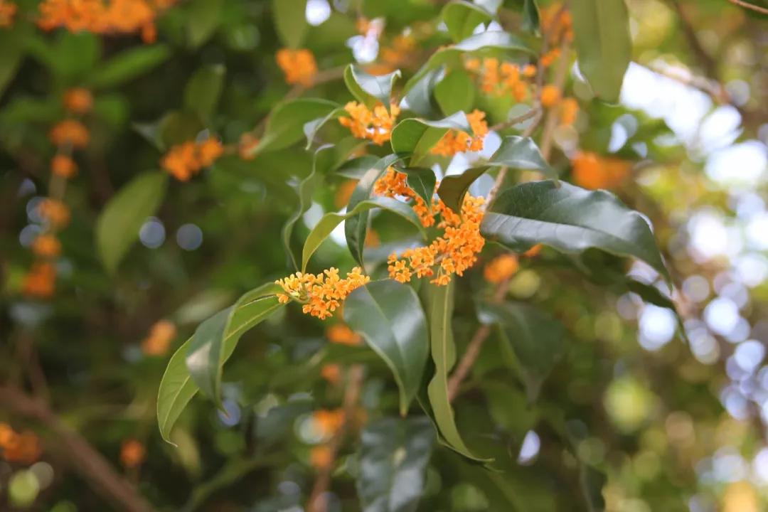 西湖最佳观景地,西湖边的一处幽静之地