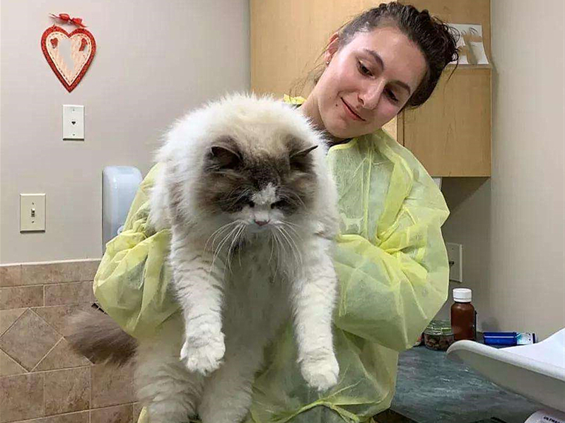 猫咪有这些特征说明它已经认主了,猫咪什么时候开始认主