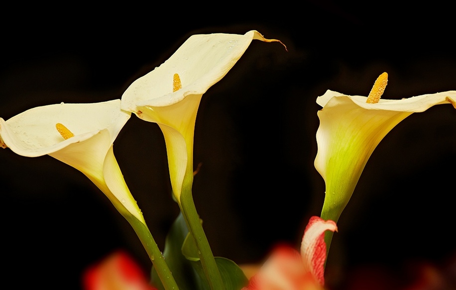 马蹄莲夏天能不能种,马蹄莲夏天可以移盆吗