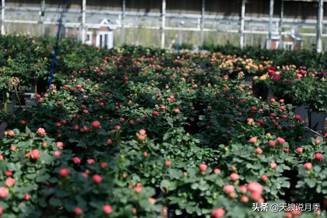 都说“最美人间四月天”，应该就是月季开花的模样吧！