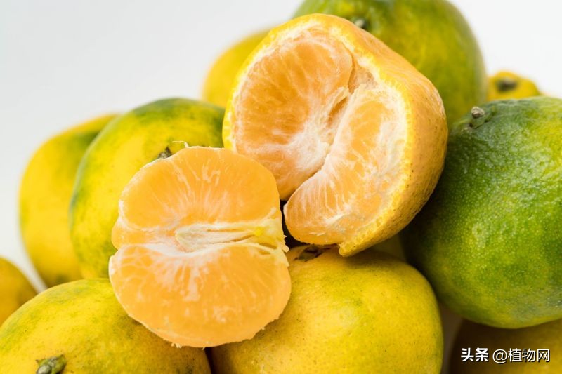 柑橘去酸最好的方法,柑橘成熟后是酸的怎么变甜