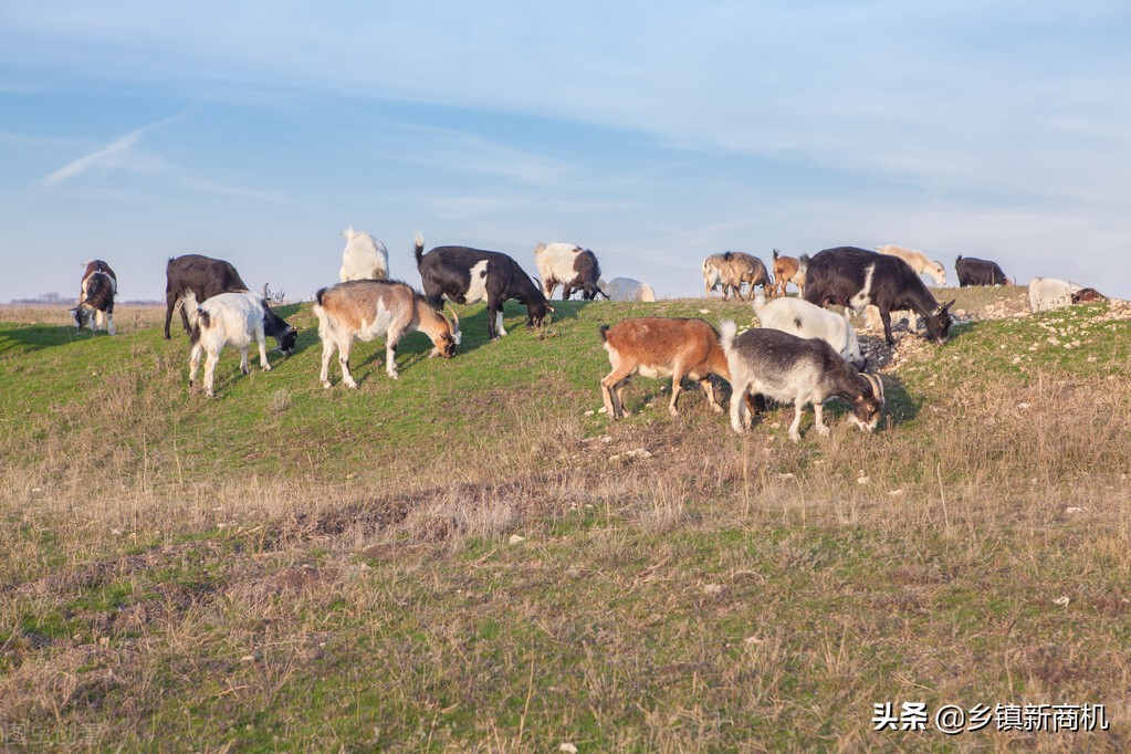2022年农村创业的好项目推荐,最有潜力的8大农村创业项目推荐