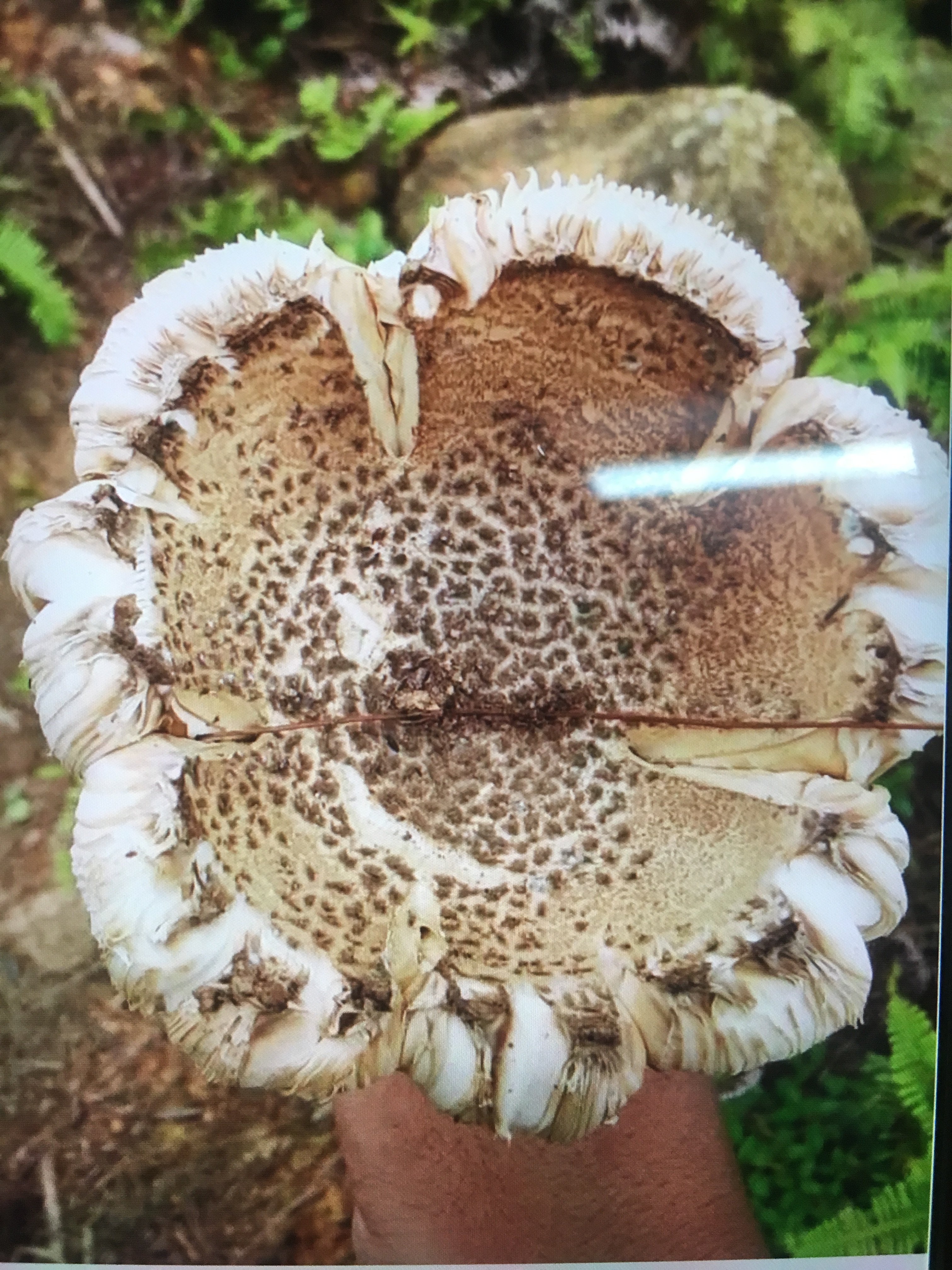 一日之计在于晨完整的古诗下一句,一日之计在于晨完整的古诗视频