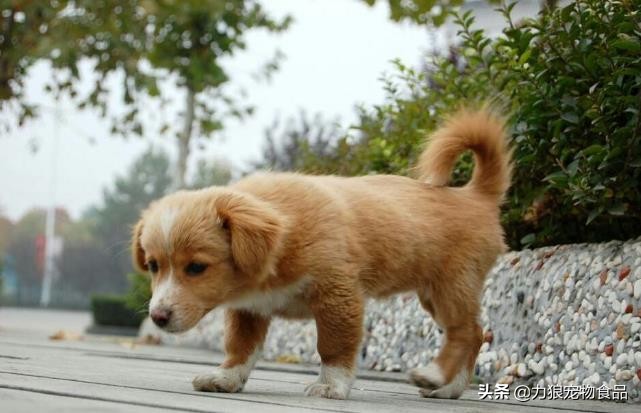 狗狗乱吃外面垃圾堆的东西怎么办,训练狗狗出门不乱吃