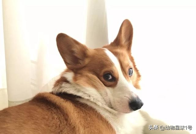 猫狗掉的毛可以织毛衣铲屎官：习惯就好