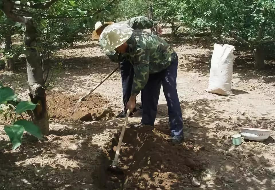 果树怎样管理才能花多果多,果树旺怎样保花保果