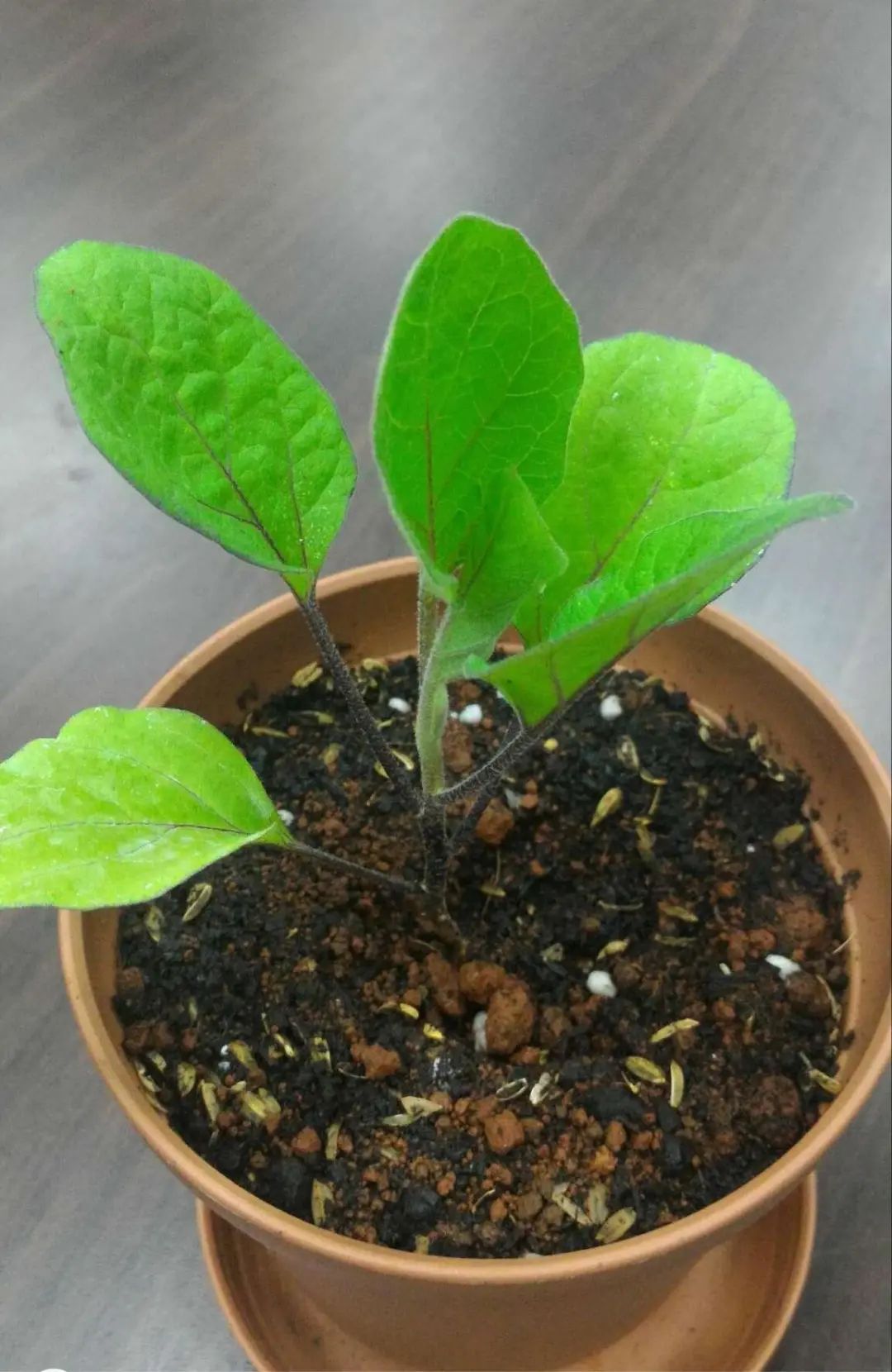 茄子最常见的病虫图片,茄子虫害最佳治疗方法