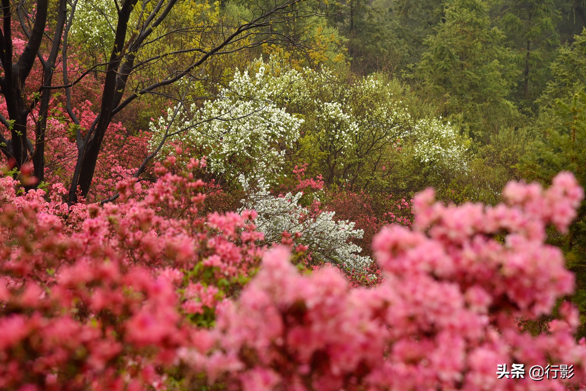 武汉青山网红打卡景点,云雾山武汉