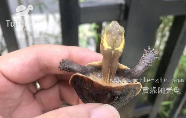 黄缘闭壳龟肠炎怎么办,黄缘闭壳龟肠胃