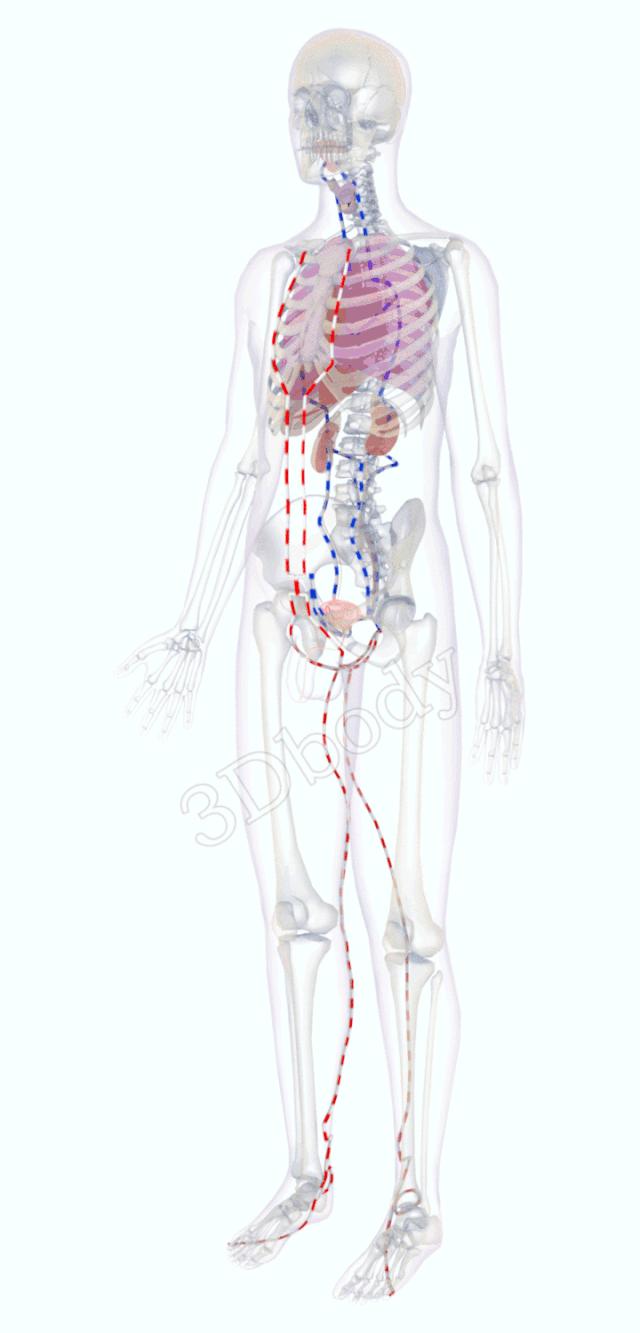 最新经络图精美3d动态循行图,经络3d动态循行图怎样制作
