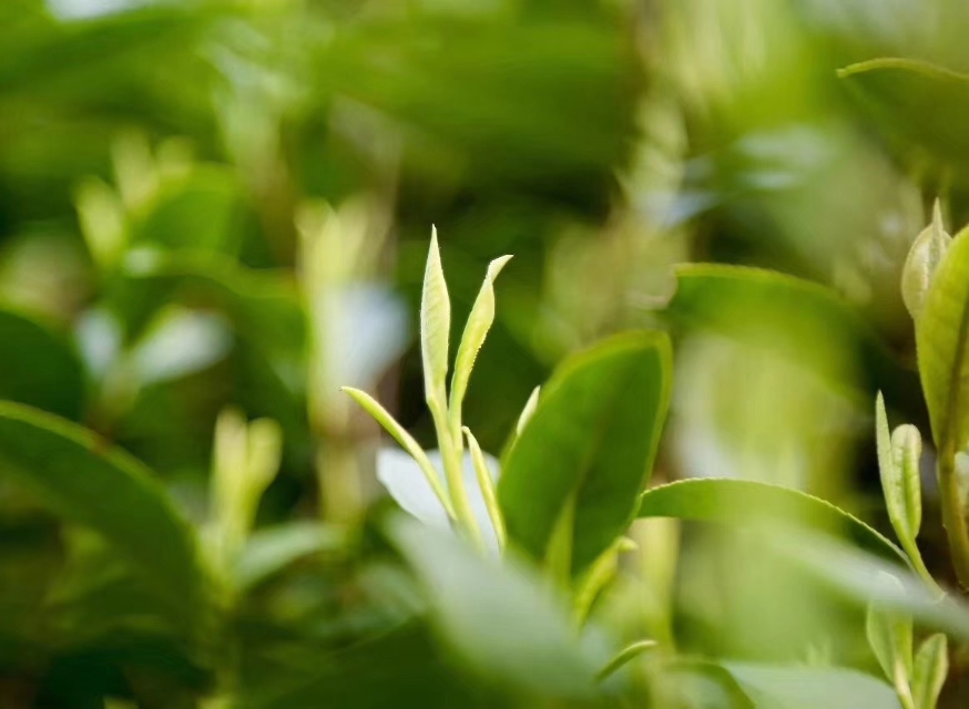冲泡绿茶最好用玻璃杯冲泡吗,绿茶冲泡技巧步骤
