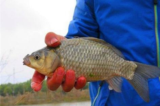 如何解决鱼钓挂不住拉丝饵,为什么拉饵不容易钓到鲤鱼