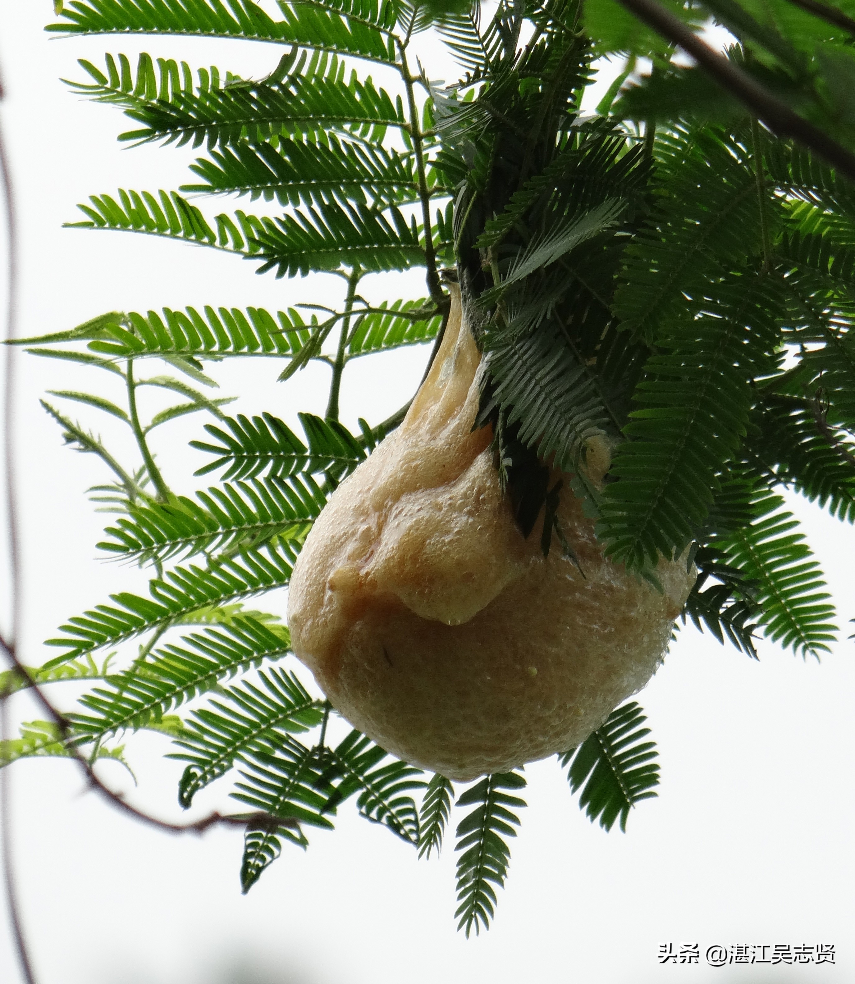 蛙怎样繁衍的全过程,蛙如何交配繁殖后代