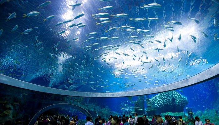 先去广州长隆再去珠海长隆攻略,带小朋友来珠海长隆两天一晚攻略