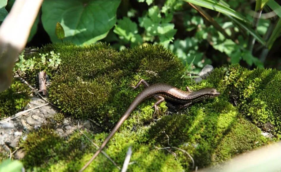 20年前农村很多，一到夏天就出没，小时候经常抓来玩，还会断尾巴