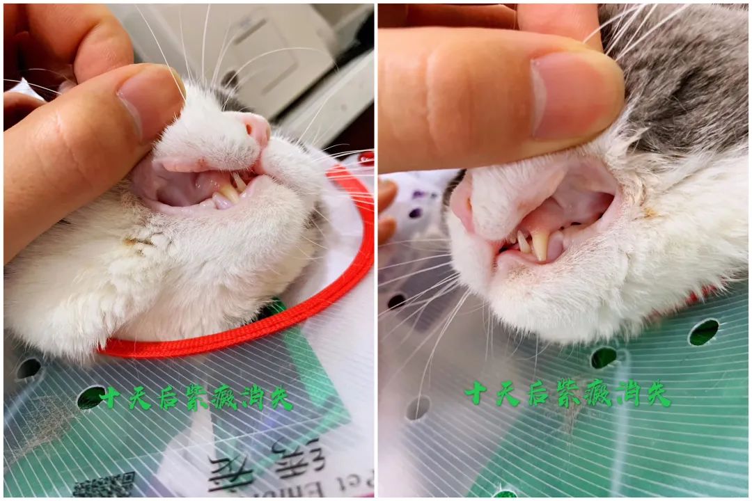 猫咪贫血可以输液了吗,猫咪贫血吃补血肝精多久能好