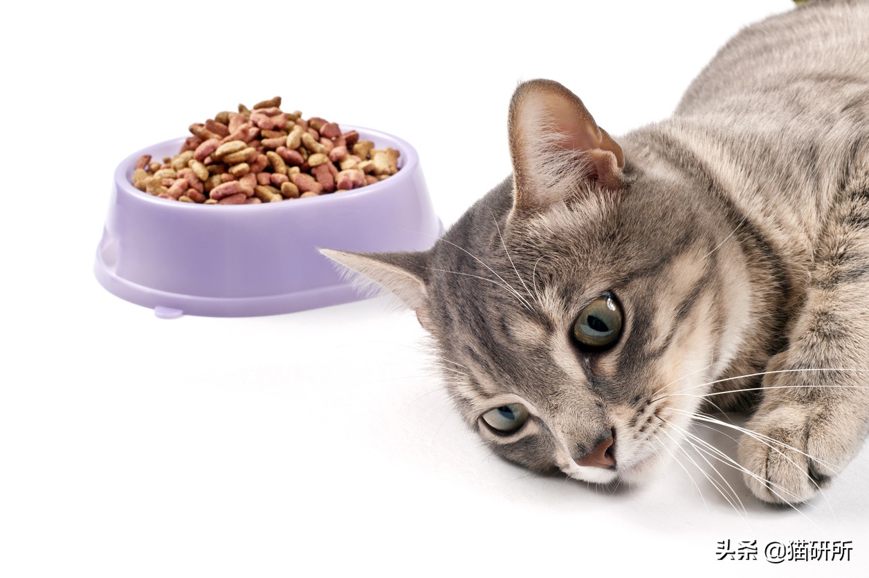 猫咪呕吐一般是什么原因导致的,导致猫咪呕吐的3大原因