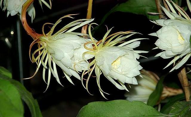 昙花一现好漂亮,昙花一现让你惊艳