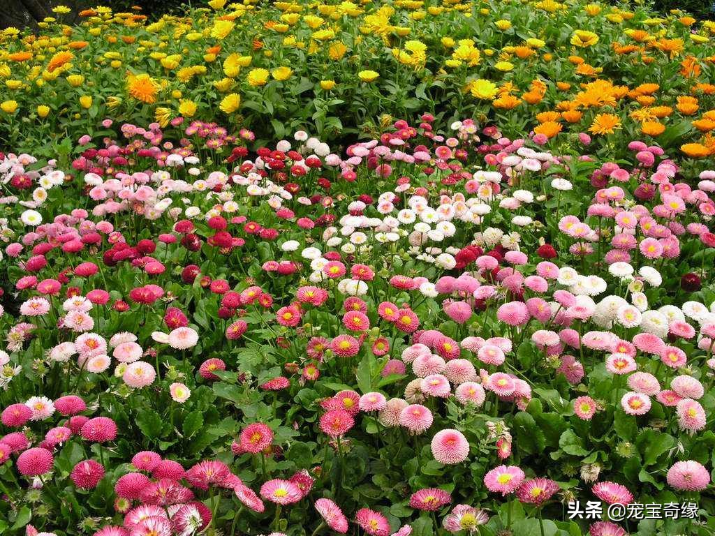 室内养的植物有毒品种大全,哪些室内植物对人体健康有影响