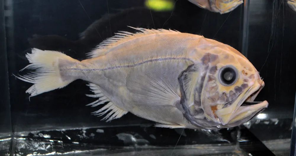 长寿鱼为什么建议避免食用,好健康的长寿鱼