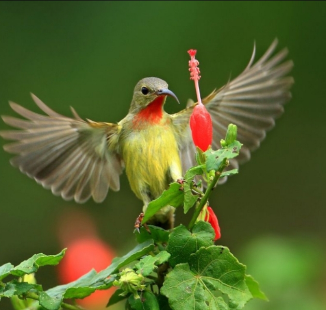 太阳鸟品质,太阳神鸟绝美