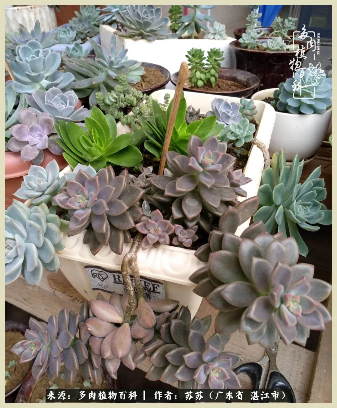 不要辜负与多肉的美好时光,多肉可以给人岁月静好的感觉