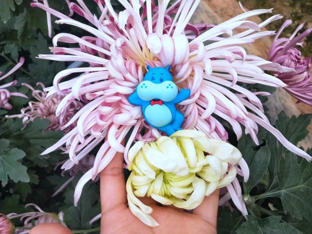 入驻盒马开品牌旗舰店,入驻盒马集市有什么条件