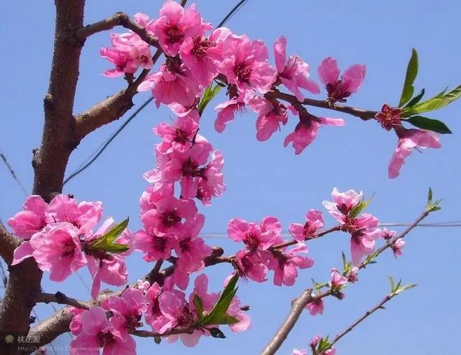 关于桃花的诗词和名句,赞美林芝桃花的诗词
