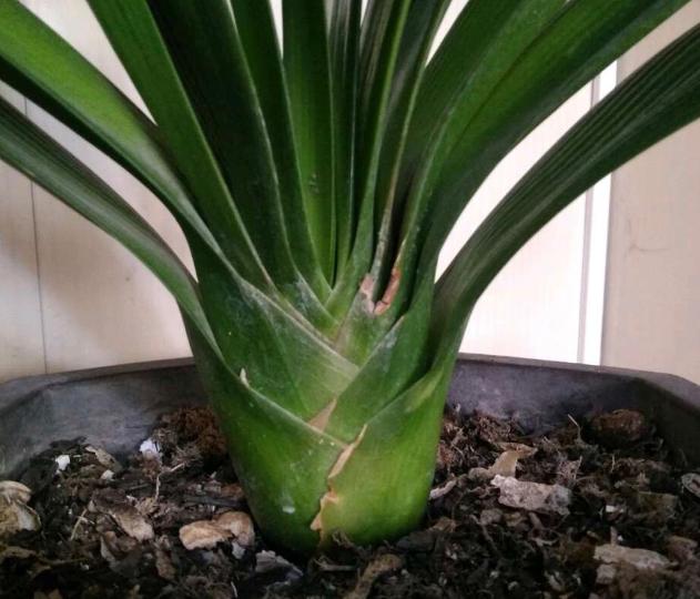 水果皮厨余垃圾是怎么变成肥料的,香蕉皮用来养花的几大作用