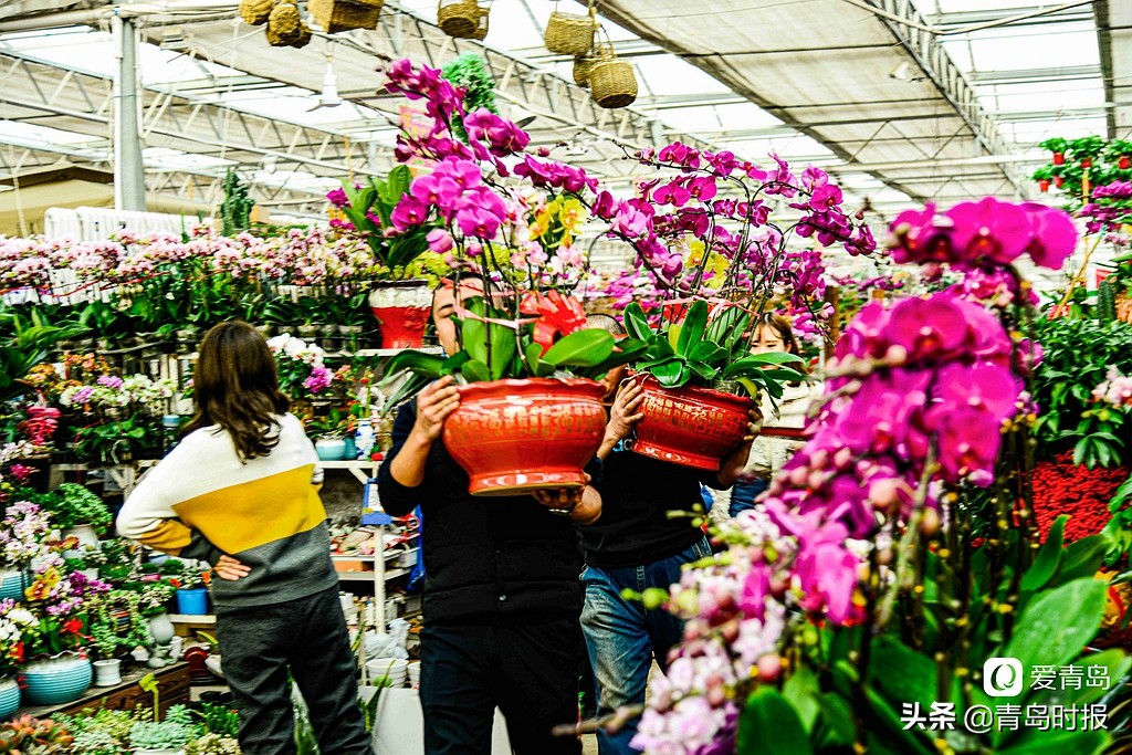 青岛人每年过年必逛！枯桃花卉市场多彩蝴蝶兰贺新春