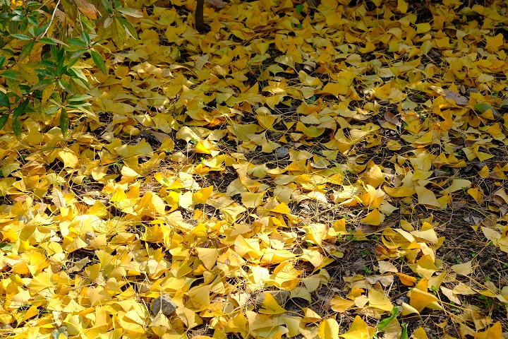 韩国庆州特色旅游景点,韩国庆州旅游攻略