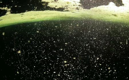 本以为是个恶心的臭水塘，没想到水下居然美到炸裂