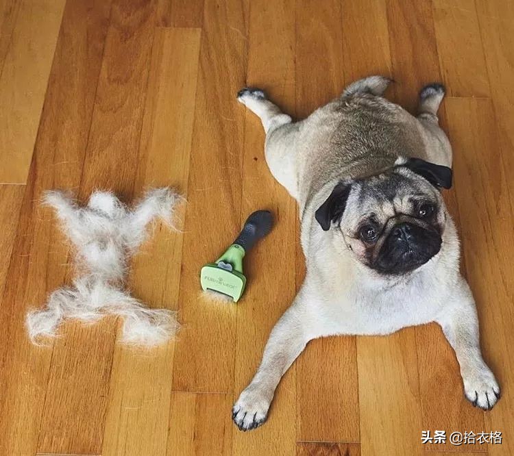 为抢玩具狗子跳起电臀舞！这么搞笑的屁屁可以看一年