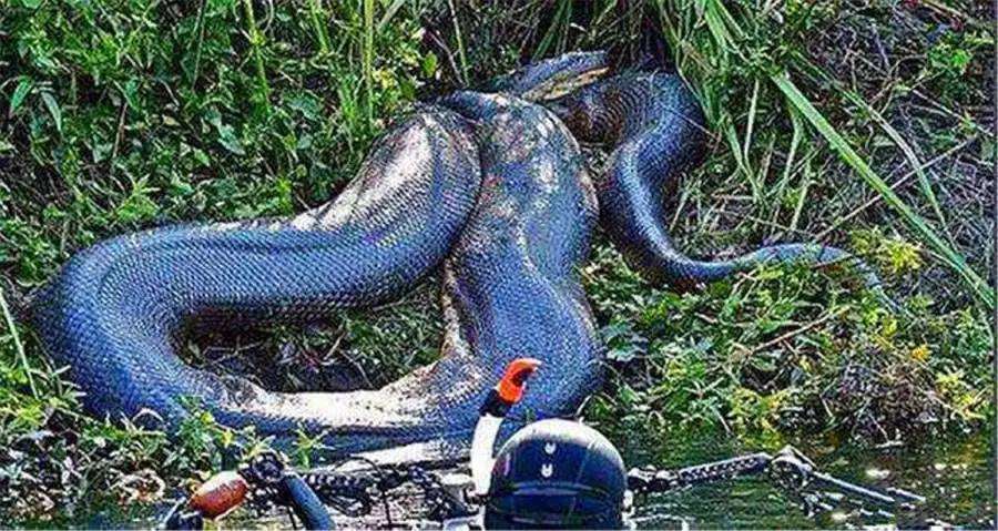 巨蟒遇到巨蟒,狂蟒之灾水潭惊现巨蟒