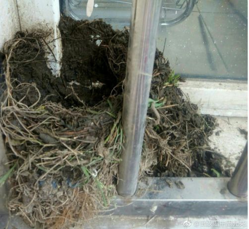 乌鸫鸟归巢的叫声视频,乌鸫归巢