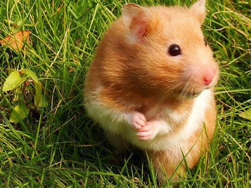 仓鼠金丝熊荷兰猪龙猫有什么区别,金丝熊和龙猫哪个比较通人性