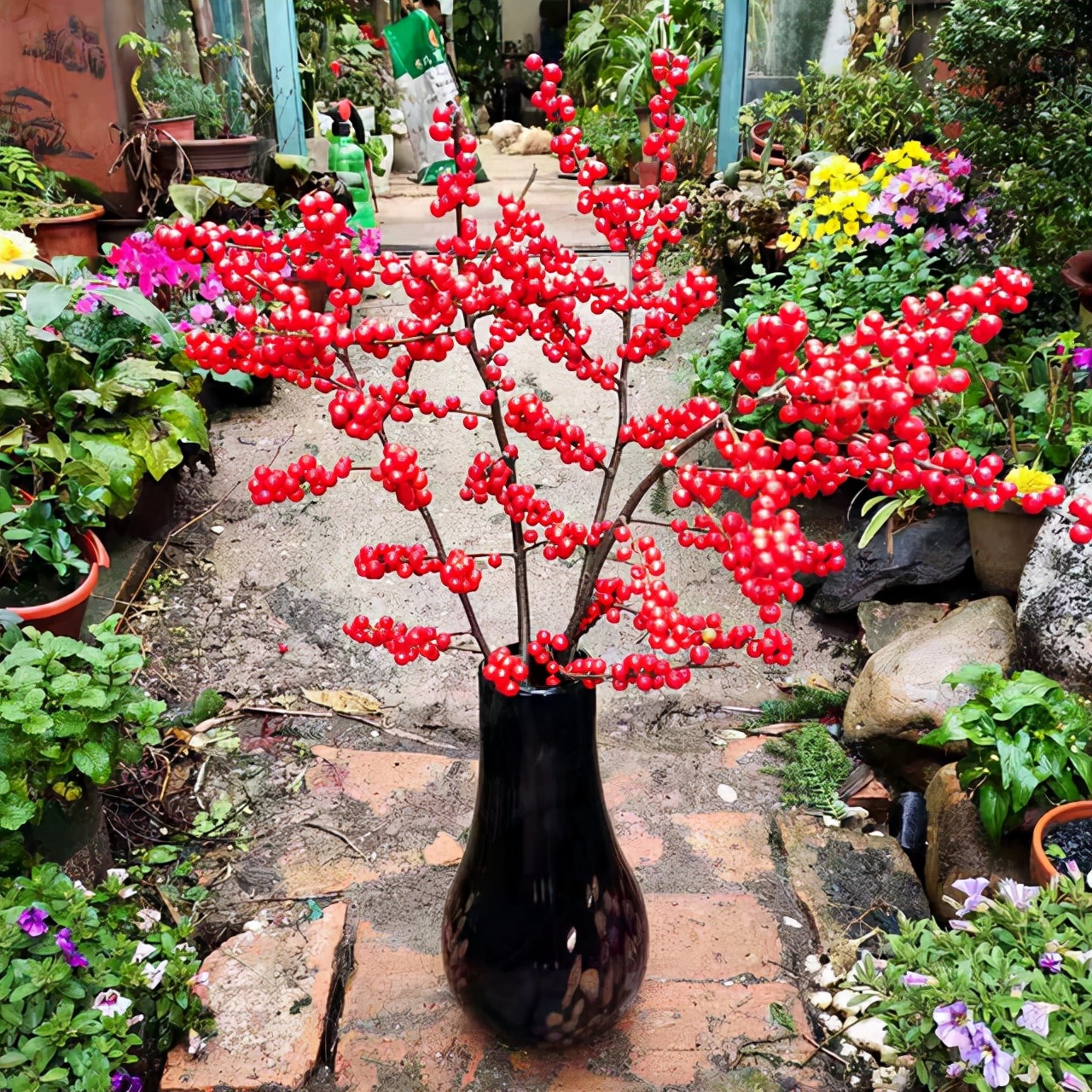 什么品种的冬青树比较好,北美冬青红遍中国