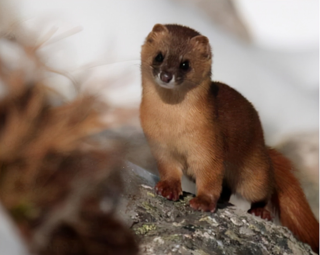 江苏捕杀黄鼠狼案件原视频,俩男子5天非法猎杀24只黄鼠狼