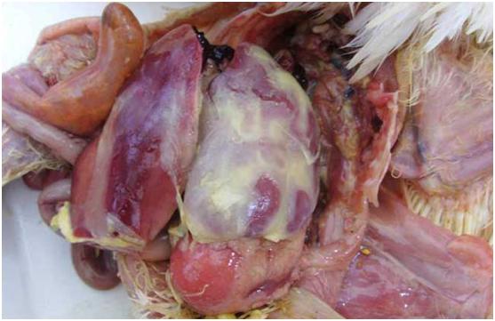 鸭摇头,鸭摇头晃脑是什么原因