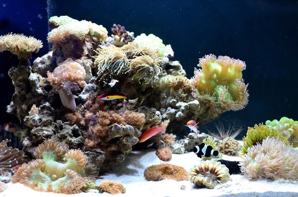 海水鱼缸如何降氨氮最好,海水鱼缸怎么区别营养盐高低