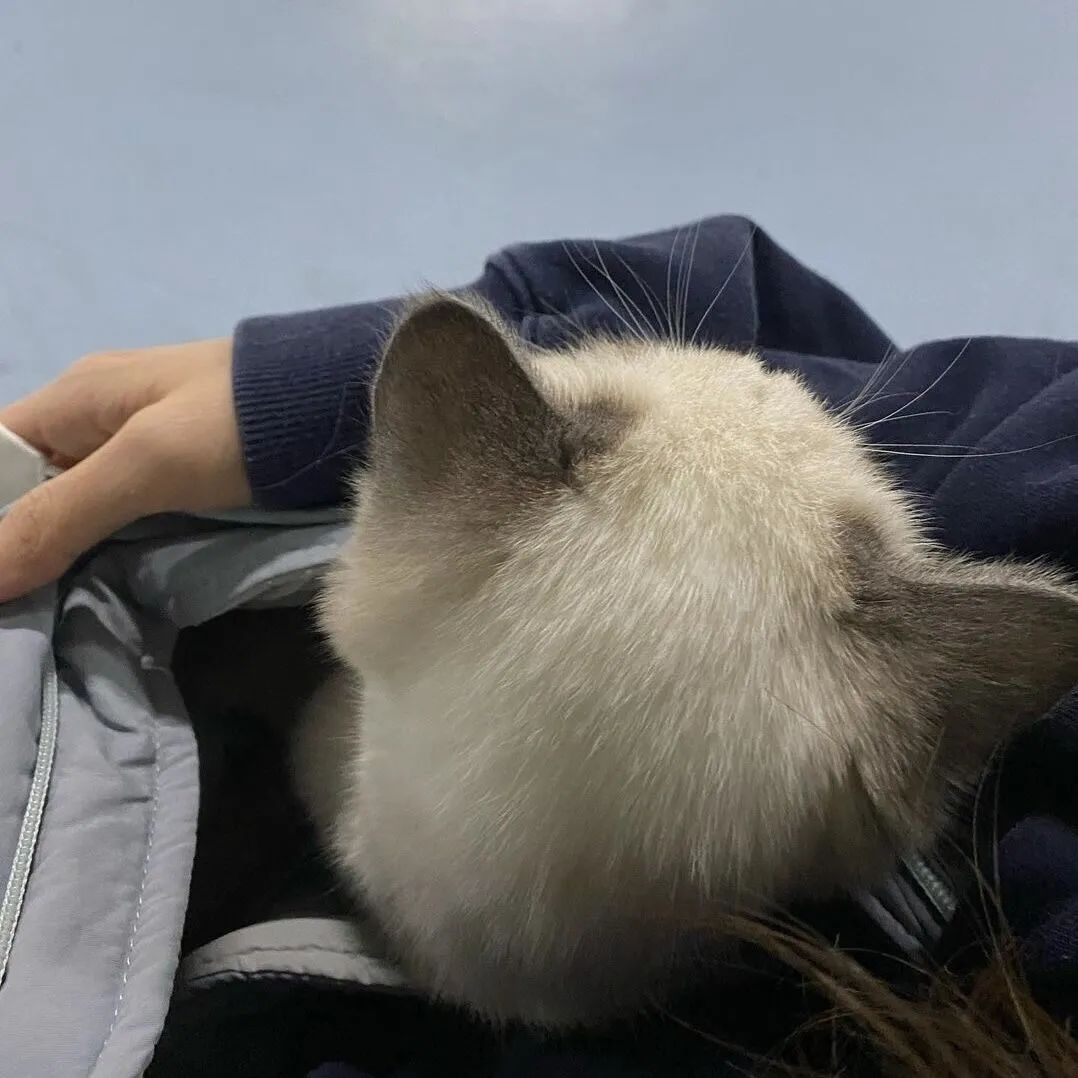 煤老板爆红完整版,煤老板ins