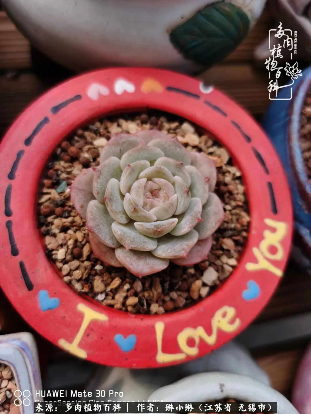 又到多肉变美时，一切都鼓励我积极向前