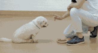 狗狗护食打一顿就好了,狗狗突然对着主人护食