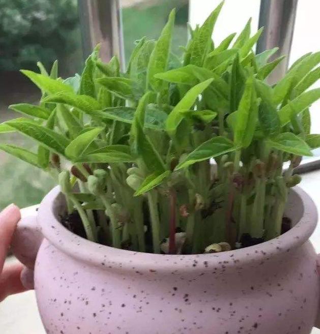 什么豆子都可以发豆芽菜,黄豆发豆芽菜的简单方法