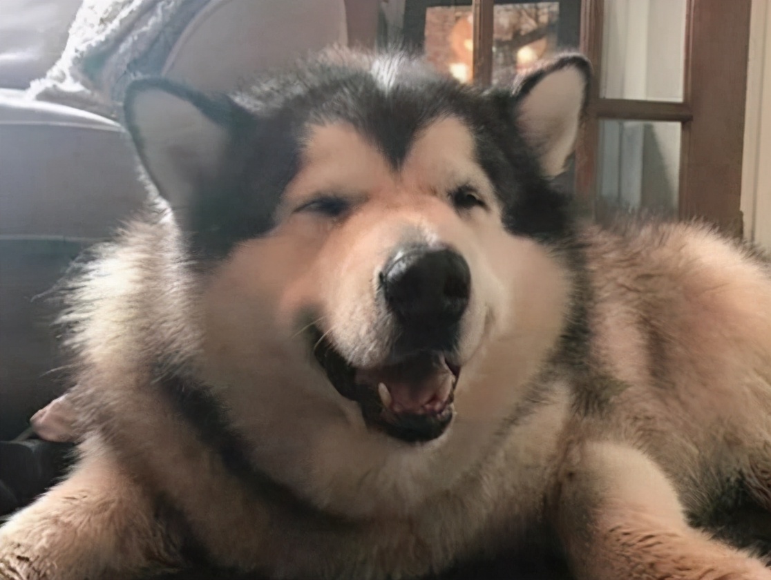 阿拉斯加犬掉粪坑怎么办,3个月的阿拉斯加会不会掉毛