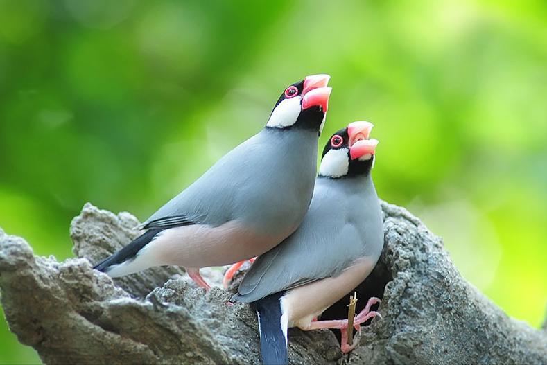 广东常见鸟类图谱和名称图文,东江揽胜鸟类
