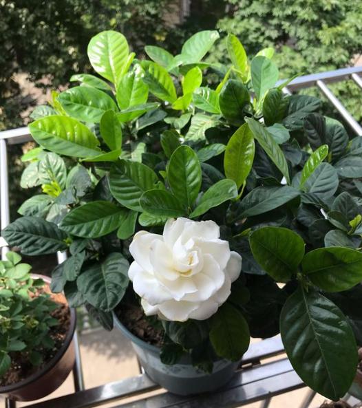 想要养好花几招教会你,想要花养好口诀要记牢