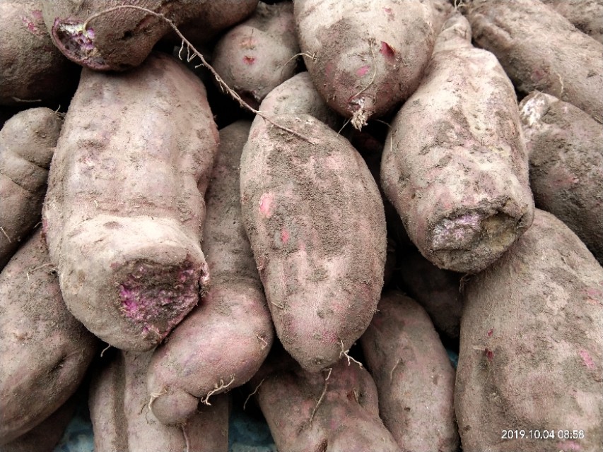 向往田园生活唯美诗句,向往的田园生活的感悟