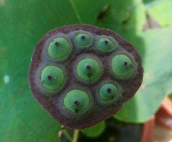 碗莲结了莲蓬怎样养?搞清楚这几点,花后养护更简单