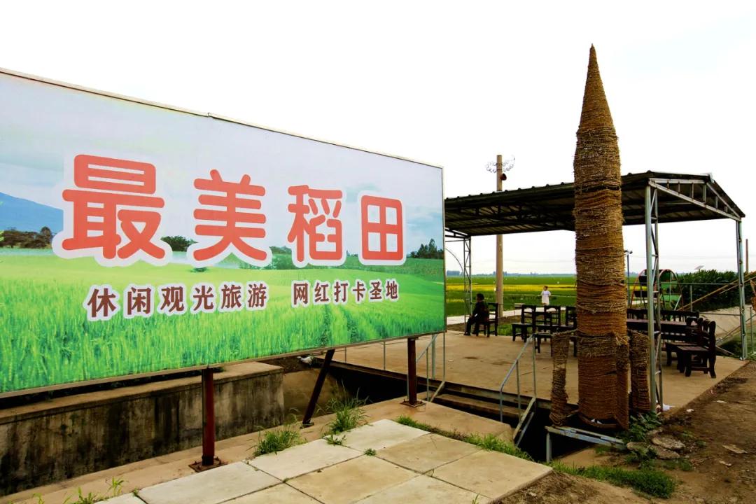 津门网金熙男:最美的稻田